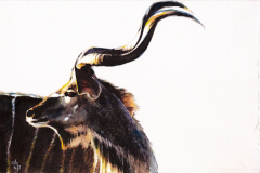Kudu1