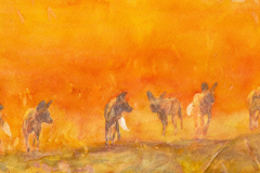 moremi-wild-dogs